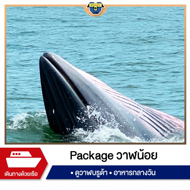 วาฬบรูด้า สมุทรสงคราม ดูวาฬ เรือเล็ก ดูปลาวาฬบรูด้า ไม่ต้องเดินทางไปถึงต่างประเทศ!
แค่มา สมุทรสงคราม ก็ได้ดูแล้ว!