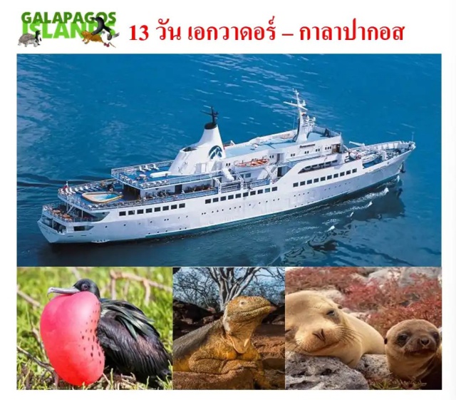 กิโต อัมสเตอร์ดัม เกาะซานตาครูซ เกาะอิซเบลล่า เกาะจีโนวีซา เกาะซานคริสโตบอล เปิดโลกกาลาปากอสโดยเรือกาลาปากอสเลเจนด์ (GalapagosLegendCruise) ㆍ เกาะซานตาครูซ (SantaCruzIsland) ㆍ เอลบารันโก (ElBarranco) ㆍ เกาะจีโนวีซา (GenovesaIsland) ㆍ เกาะเซาท์พลาซา (SouthPlazaIsland) ㆍ เกาะซานตาเฟ (SantaFeIsland) ㆍ หาดบาชาส (LasBachasBeach) ㆍ ท่าเอกาส (PuertoEgas) ㆍ เกาะซานเตียโก (SantiagoIsland) ㆍ เกาะราบิดา (RabidaIsland) ㆍ อ่าวเออร์บิน่า (UrbinaBay) ㆍ เกาะอิซเบลล่า (IsabelaIsland) ㆍ ทากาสโคฟ (TagusCove) ㆍ ปุนตาเอสปิโนซา (PuntaEspinoza) ㆍ เกาะเฟอร์ดินานดิน่า (FernandinaIsland) ㆍ ปุนตาวินเซนเต้โรคา (PuntaVicenteRoca) ㆍ เกาะซานคริสโตบอล (SanCristobalIsland) ㆍ อนุสาวรีย์มิดเดิลออฟเดอะเวิลด์ซิตี้ (MonumentOfMiddleOfTheWorldCity)