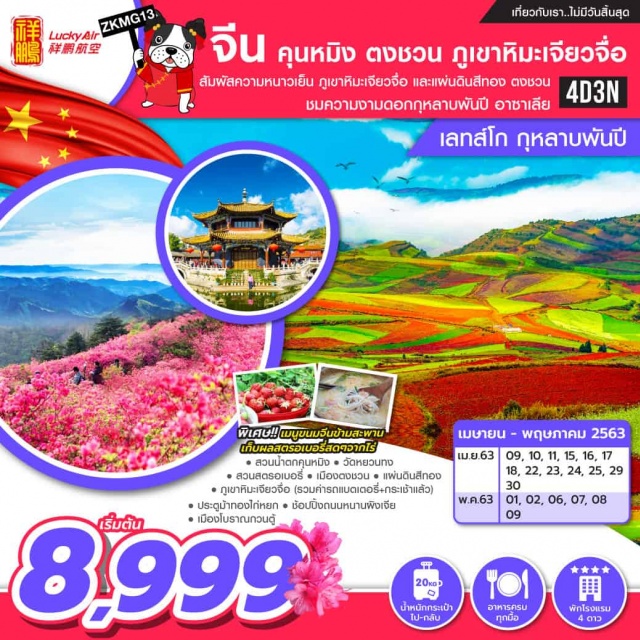 . สัมผัสความหนาวเย็น'ภูเขาหิมะเจียวจื่อ'และแผ่นดินสีทองตงชวนชมความงามกุหลาบพันปี'อาซาเลีย'