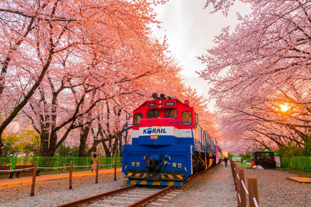 สถานนีรถไฟที่สองข้างทางเต็มไปด้วยดอกซากุระสีชมพูที่กำลังบานสะพรั่ง