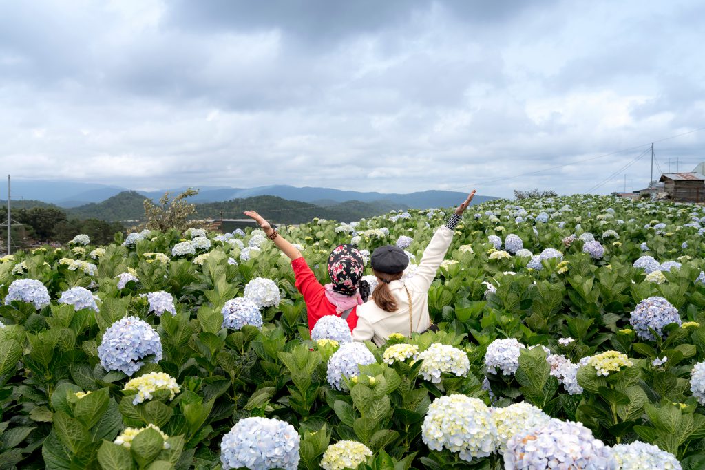 ผู้หญิงสองคนยืนหันหลังชูแขนขึ้นท่ามกลางทุ่งดอกไฮเดรนเยีย