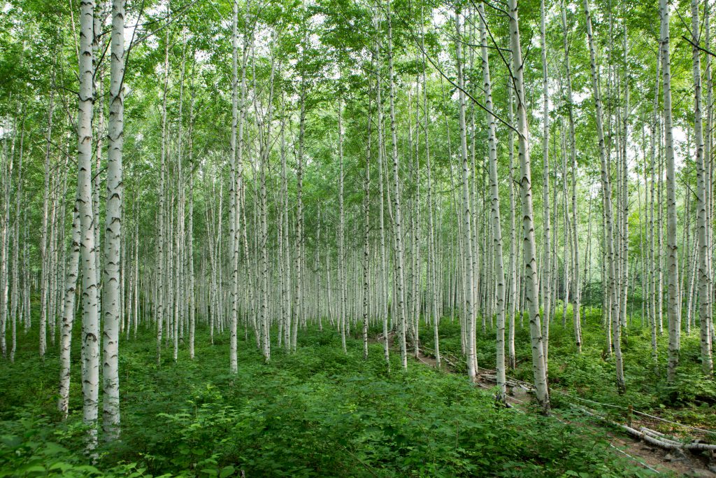 ต้นไม้ที่มีลำต้นสีขาวสูงเรียวมากมายเรียงรายตัดกับใบสีเขียว